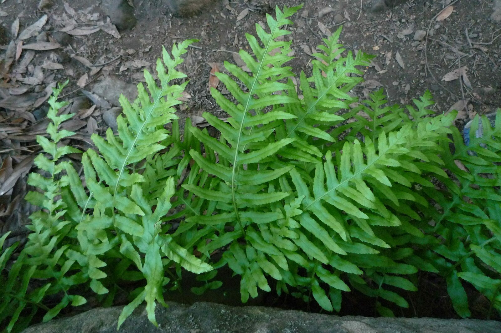 High Resolution Polypodium californicum Leaf